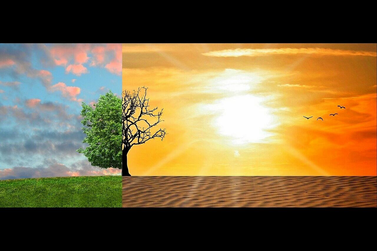 Abbildung eines Baumes in der Natur - zur Hälfte als blühender Baum, zur Hälfte aus verdorrter Baum.