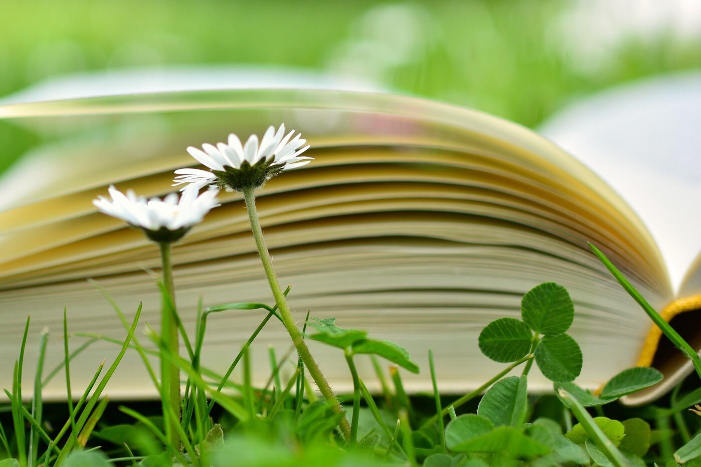 Buch mit Kleeblatt