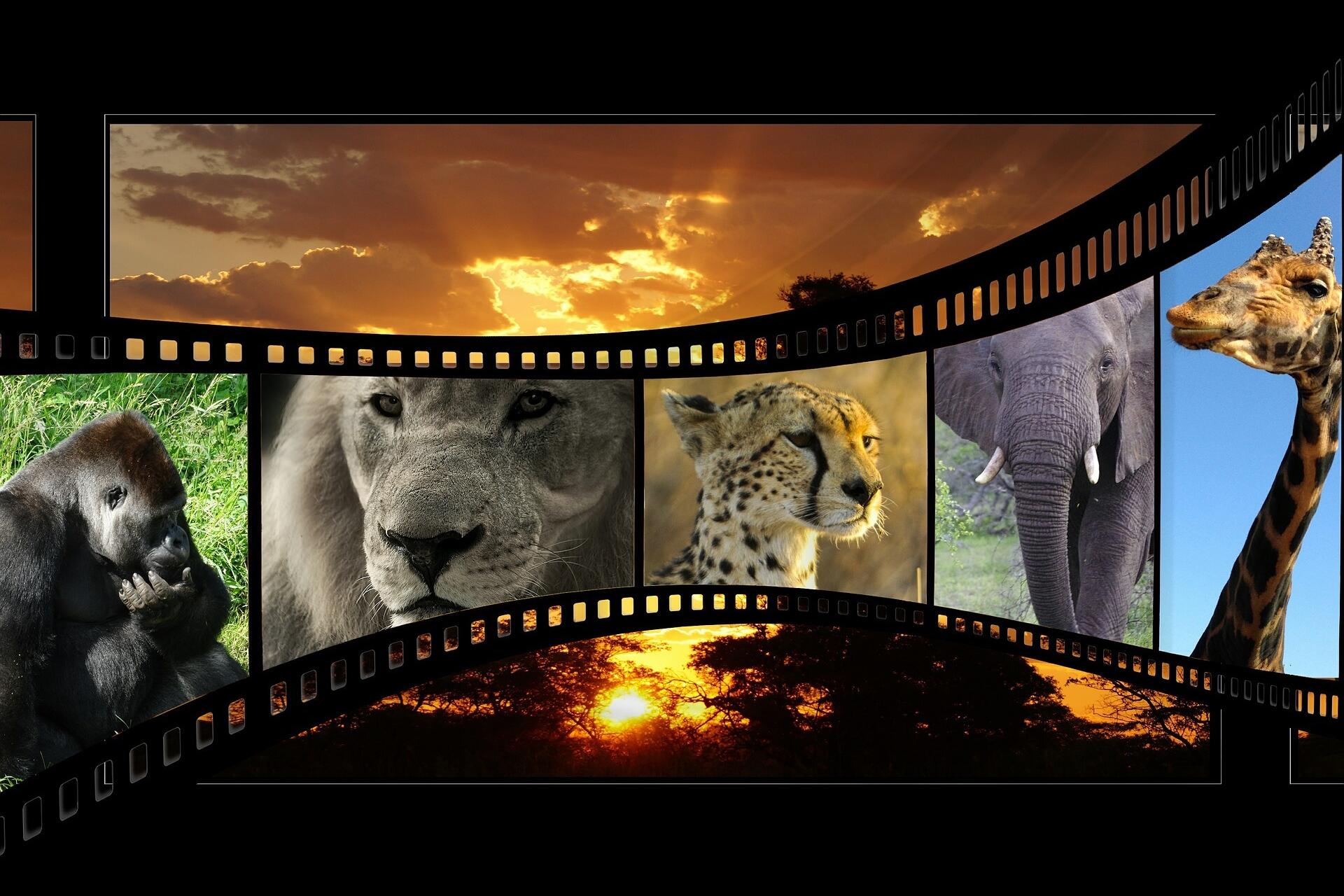 Naturfilm
