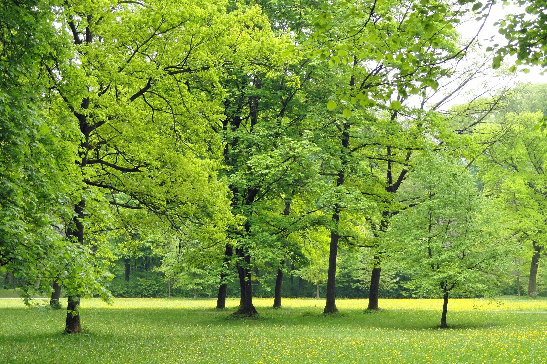 Bäume und Wiese in Deutschland