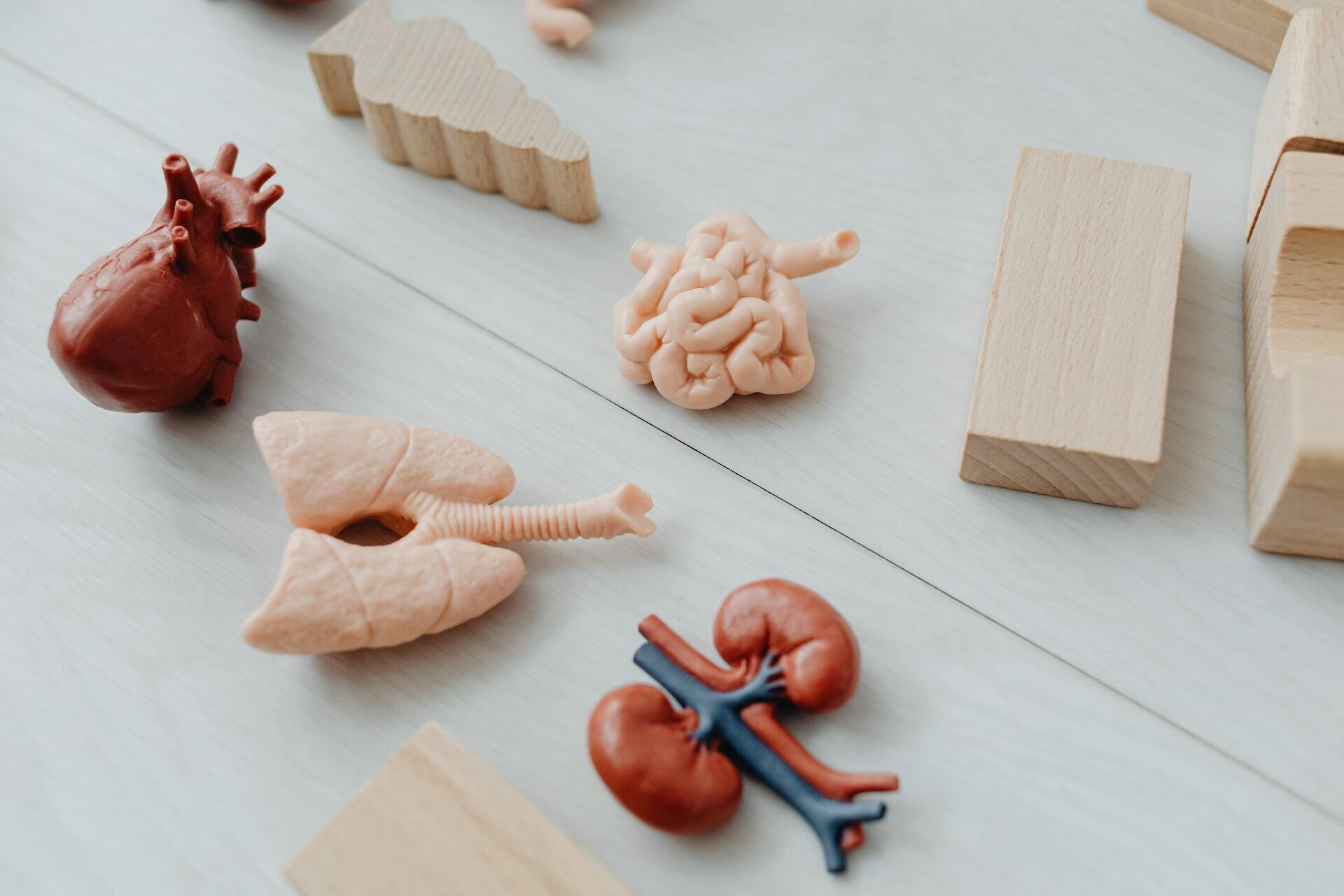 Abbildung verschiedener Organe aus Plastik