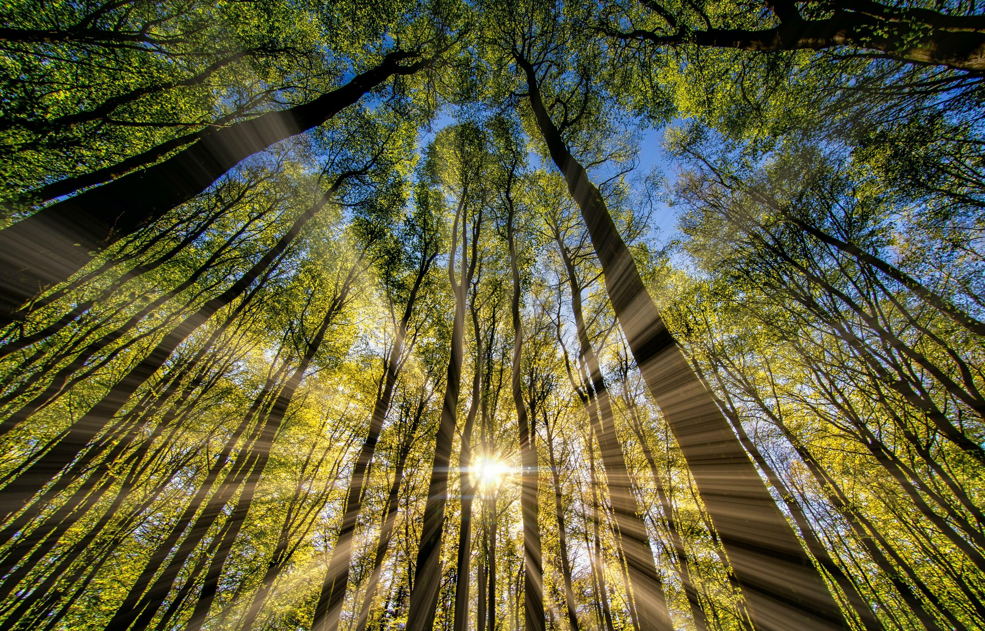 Starker Unterricht: Sonne, die in Bäume strahlt.