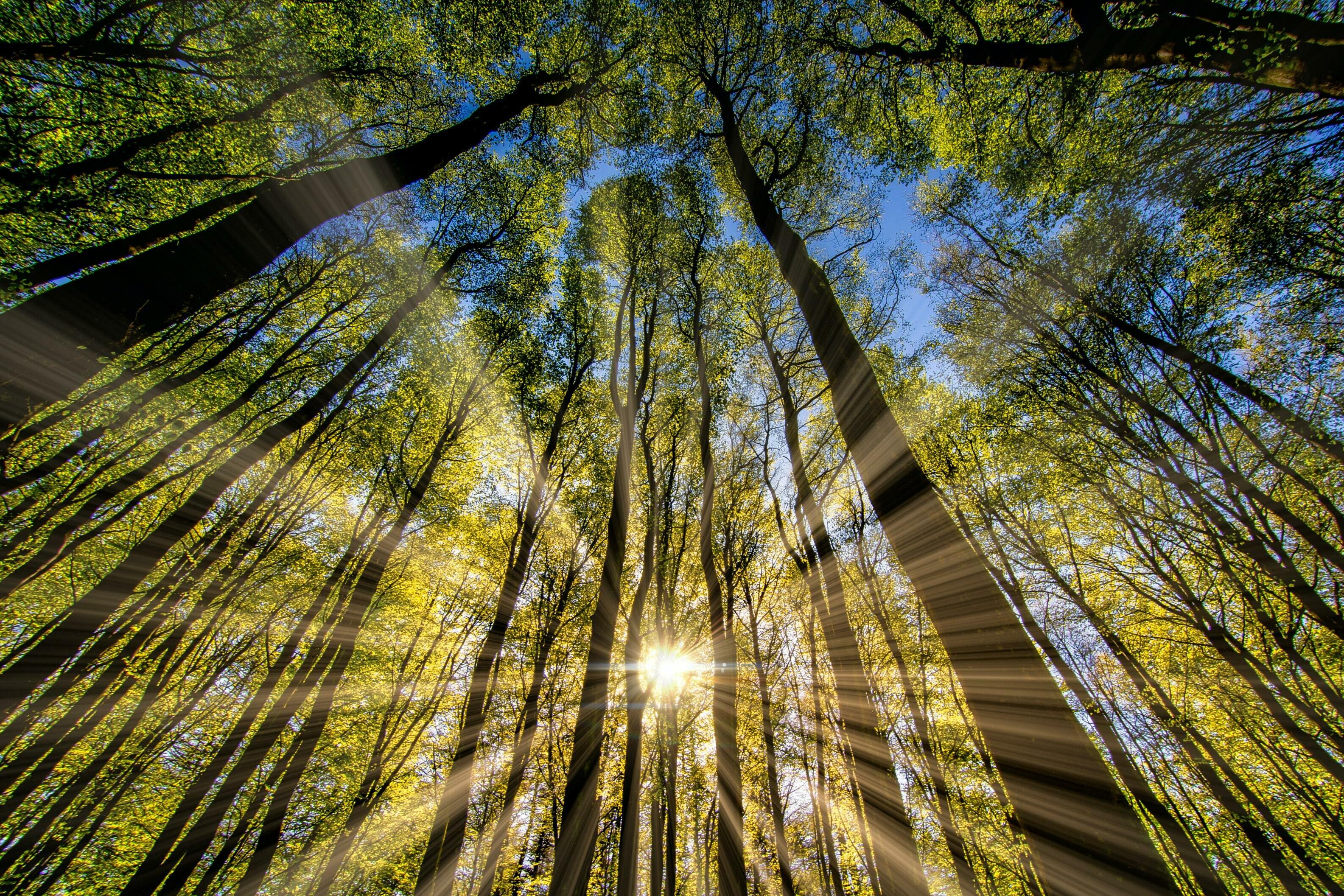 Starker Unterricht: Sonne, die in Bäume strahlt.