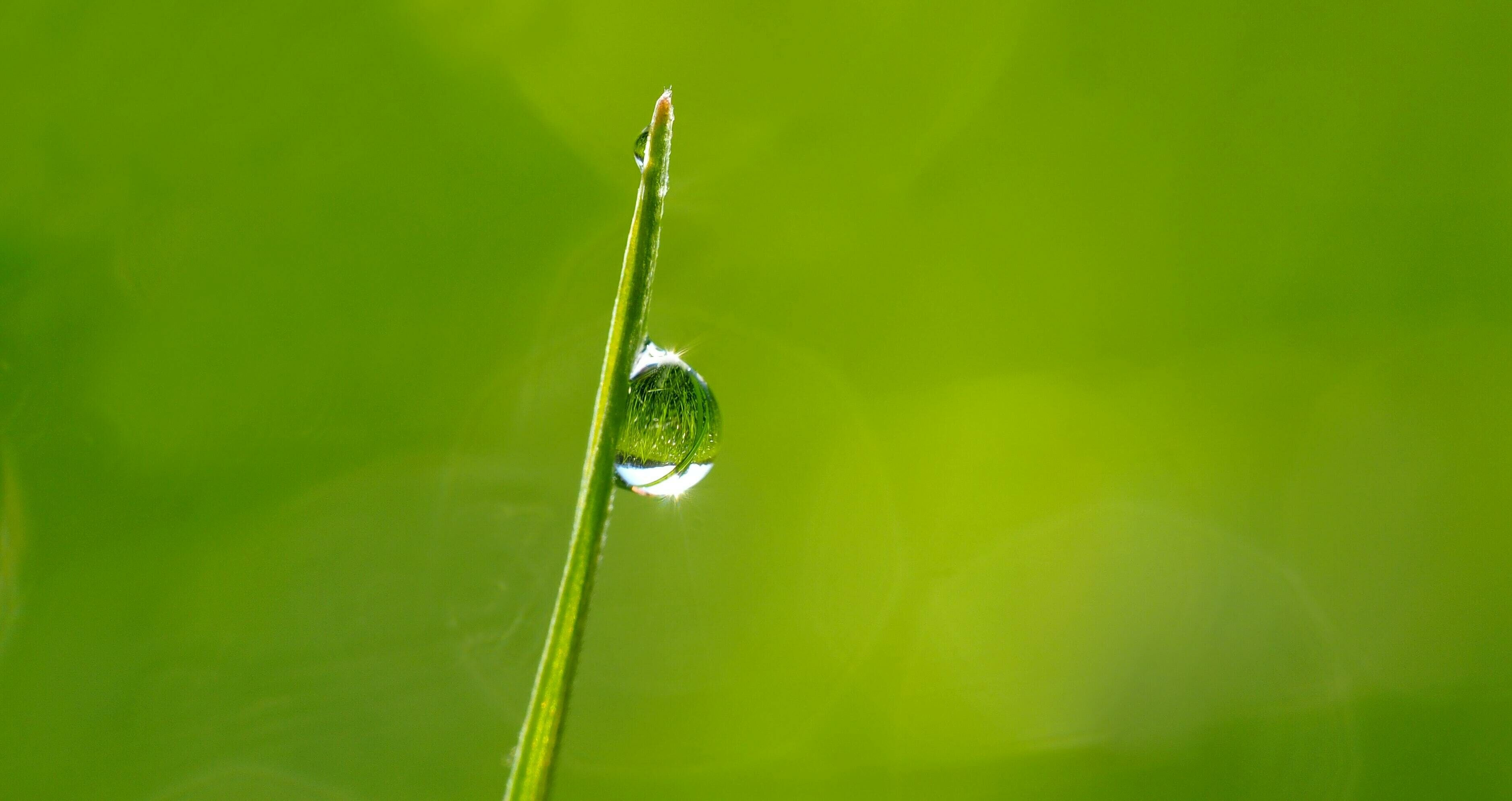 Ein Wassertropfen an einem Blattstiel vor grünem Hintergrund.