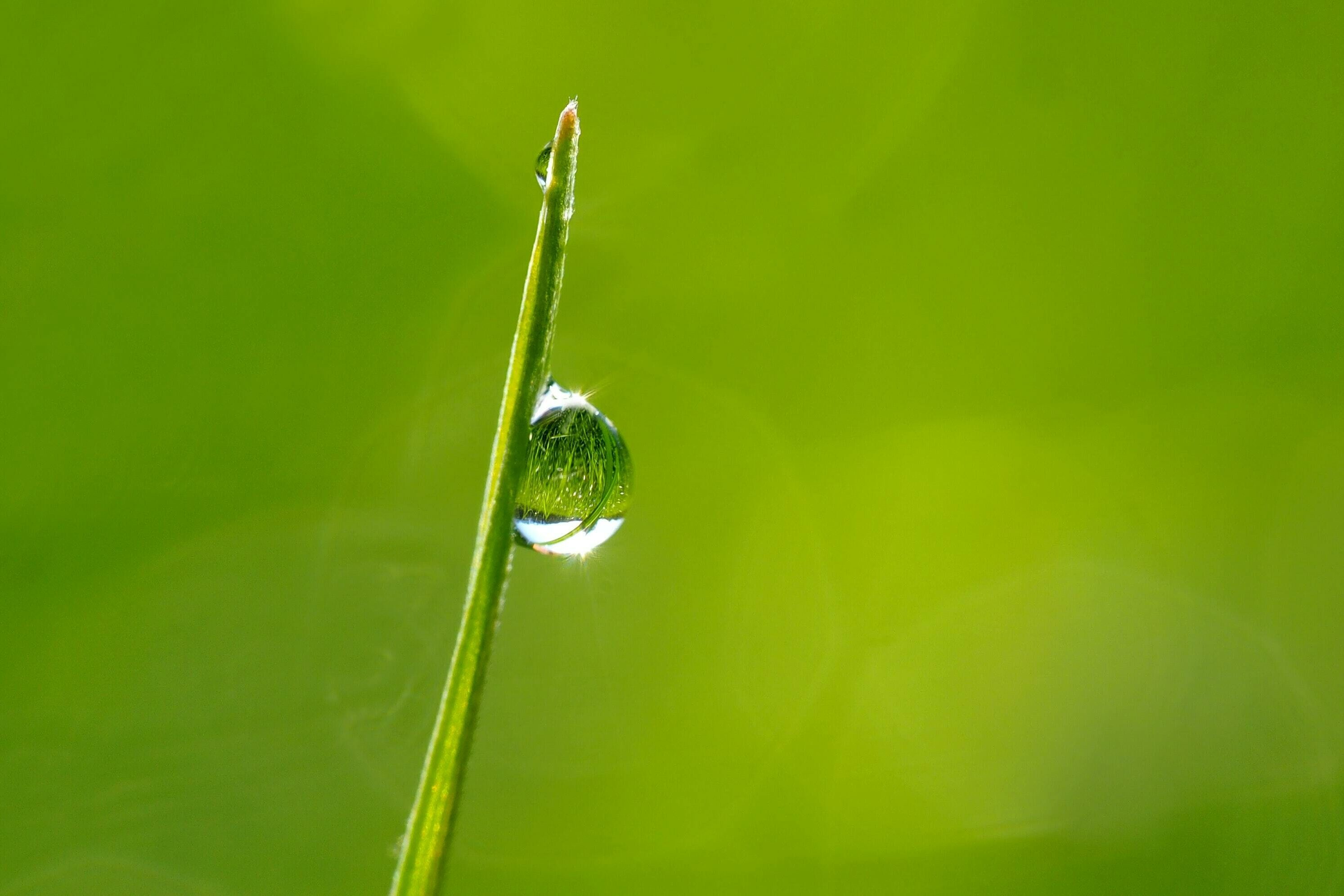 Ein Wassertropfen an einem Blattstiel vor grünem Hintergrund.
