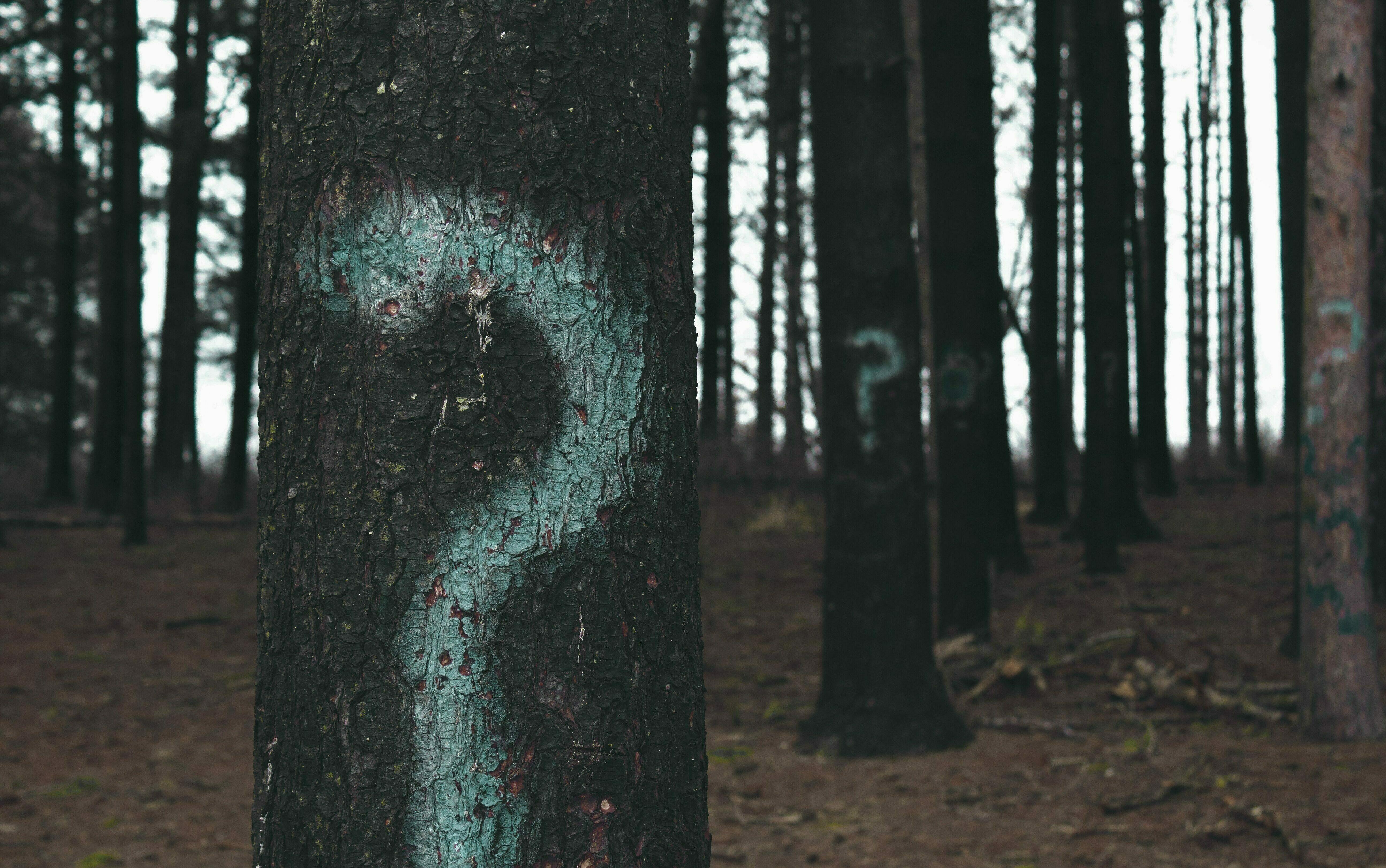 Fragezeichen an Bäumen im Wald