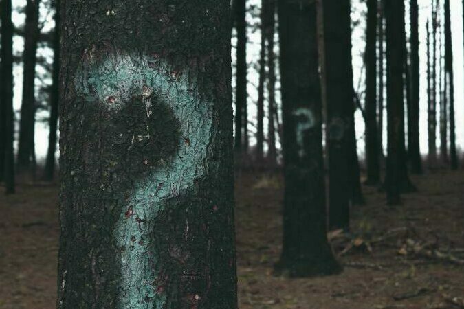 Fragezeichen an Bäumen im Wald