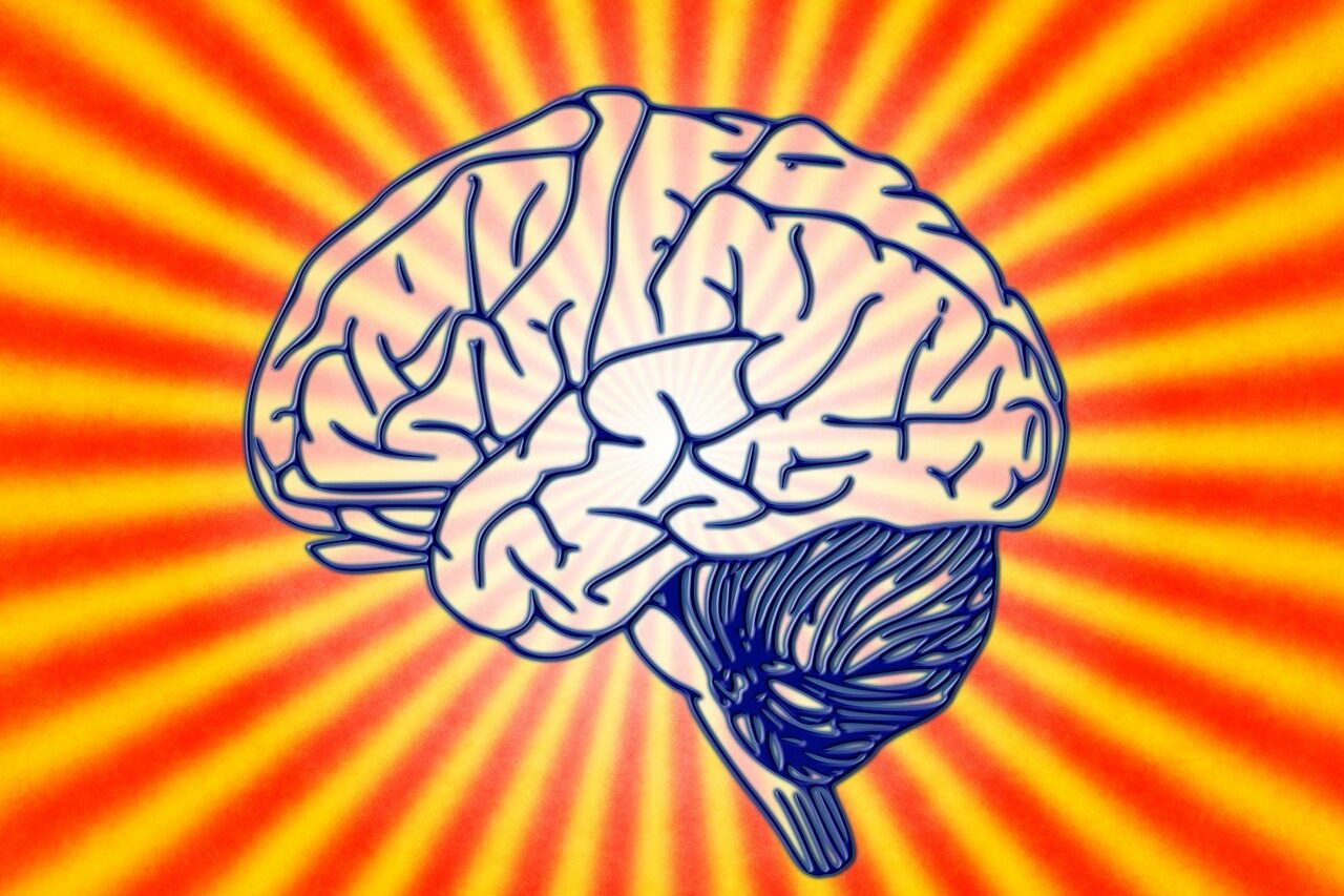 Bild eines Gehirns zur Veranschaulichung der Tagung über Hirnforschung on Stage