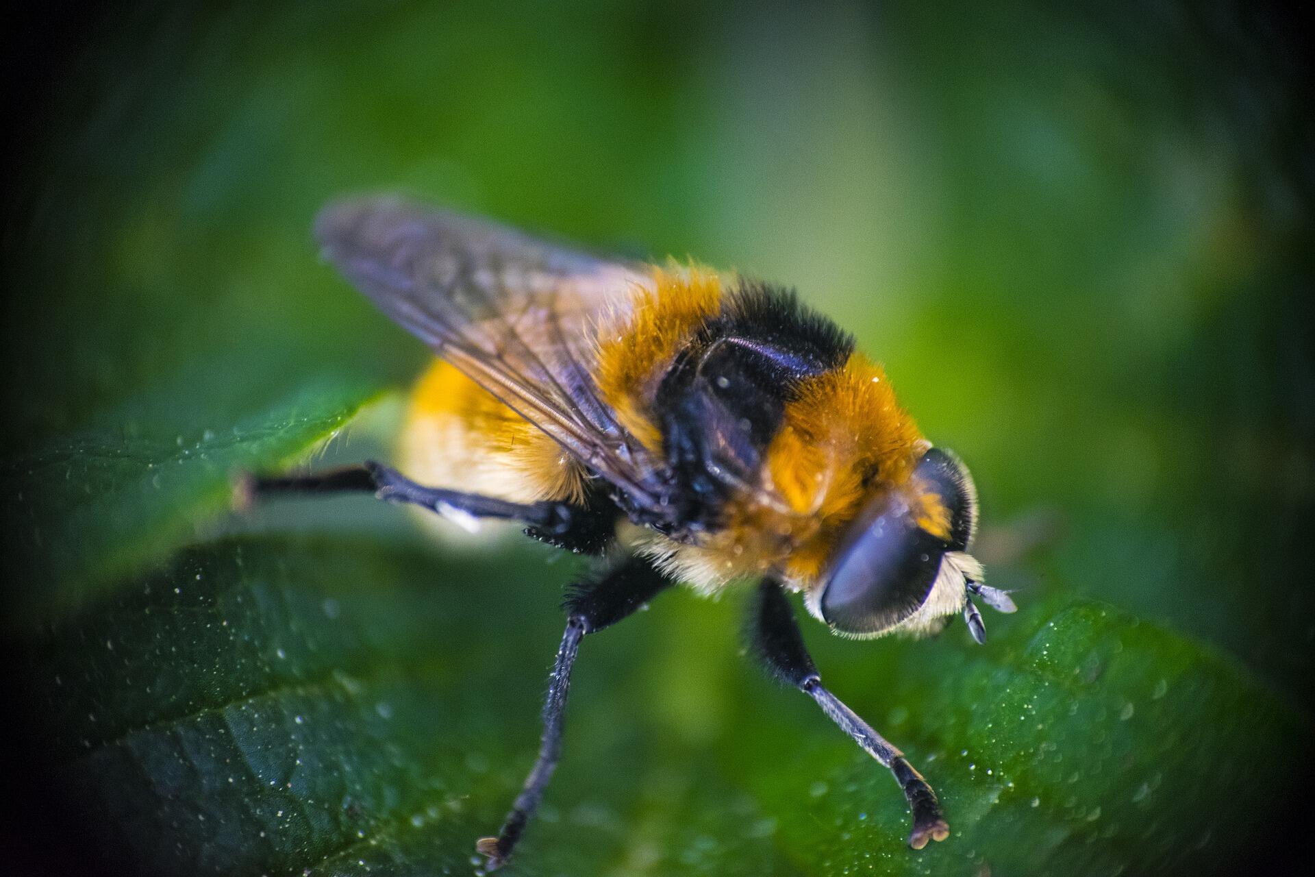 Hummel
