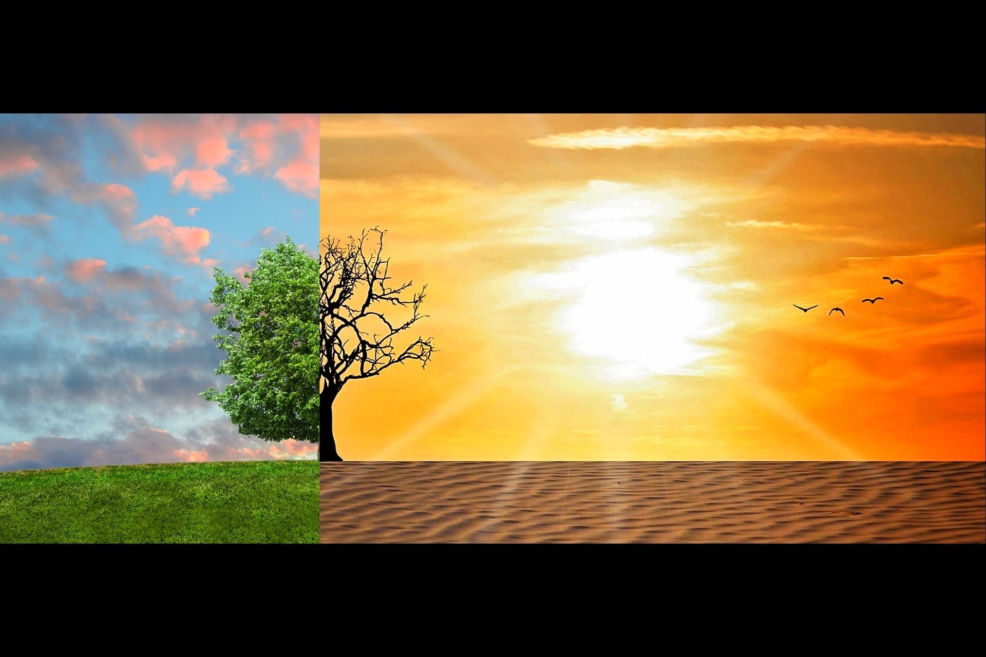 Abbildung zur Hälfte eines grünen Baumes auf grünem Rasen und zur Hälfte eines verdorrten Baumes auf sandigem Boden zur Veranschaulichung des Klimawandels.