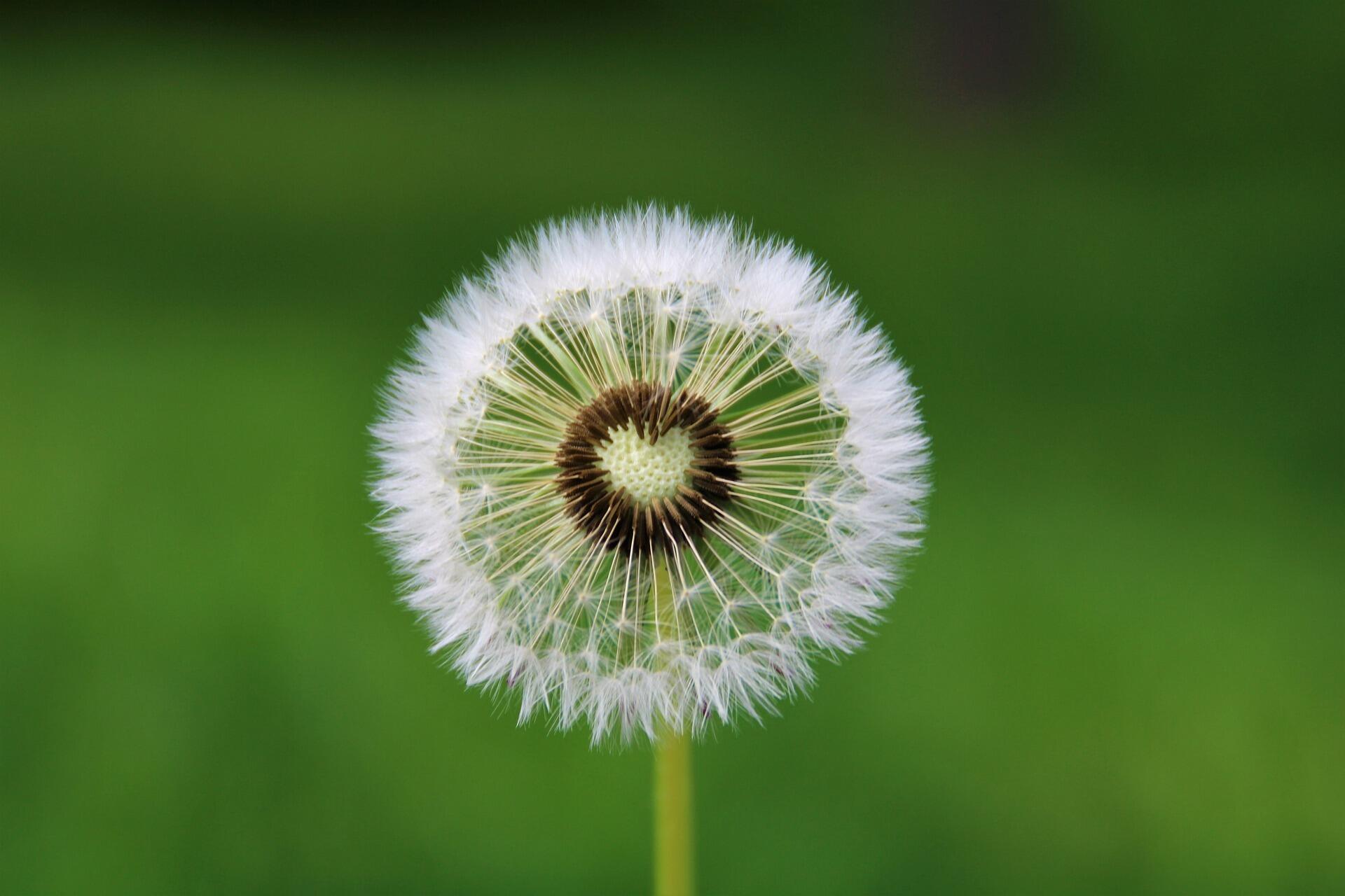Abbildung einer Pusteblume auf einer Wiese.