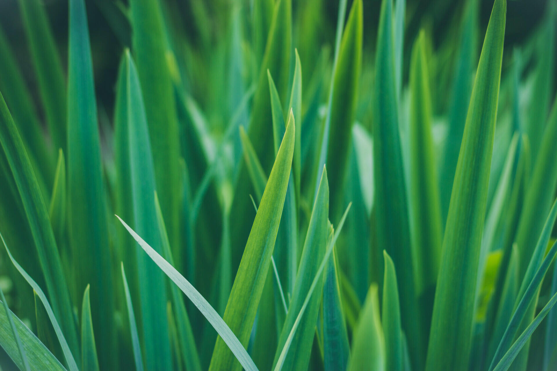 Grünes Gras.