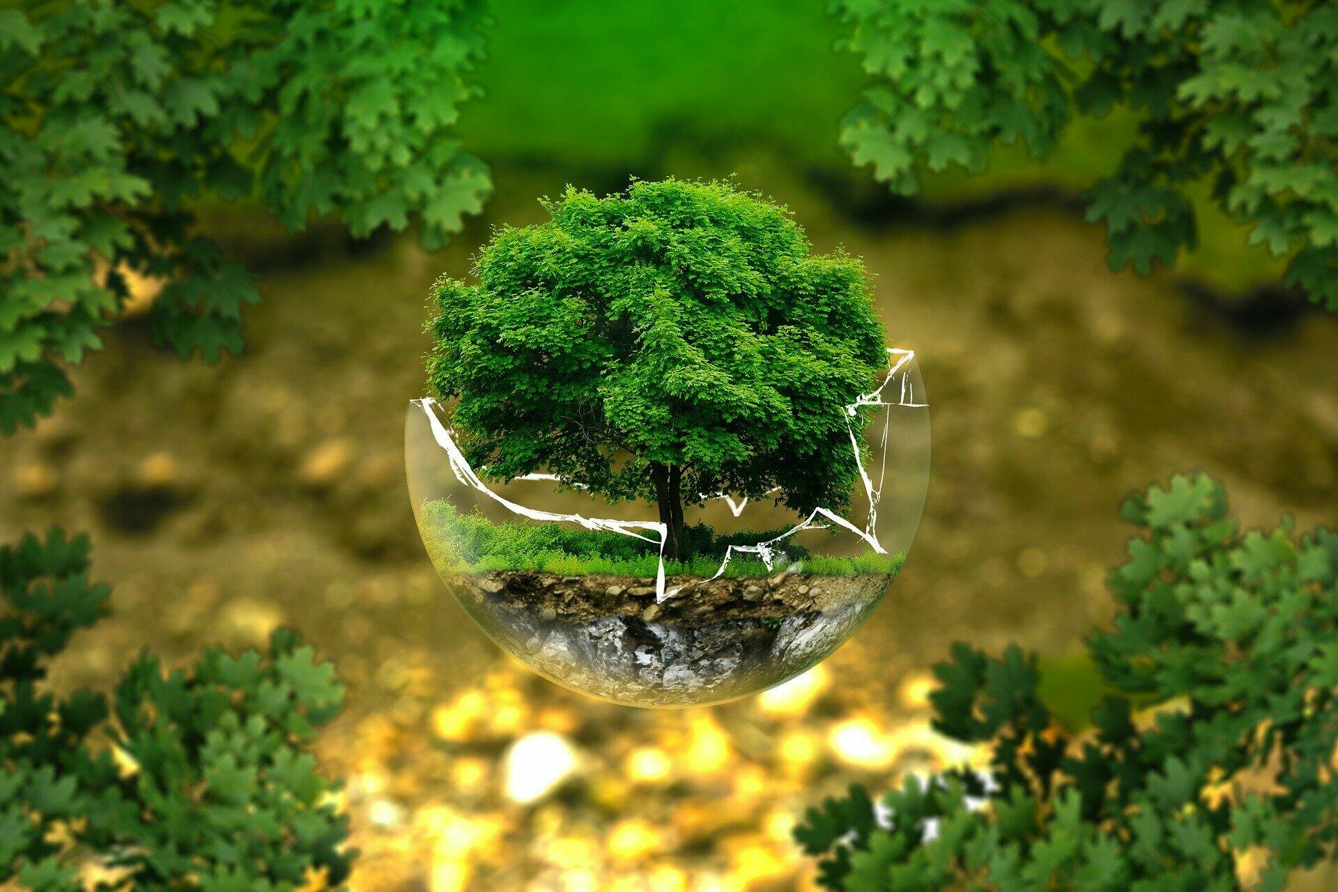 Baum schwebt in einer Glaskugel in der Luft