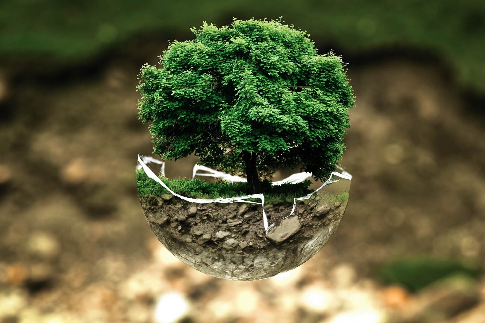Abbildung einer halben Erdkugel mit einem grünen Baum zur Veranschaulichung der Notwendigkeit von Umweltschutz.