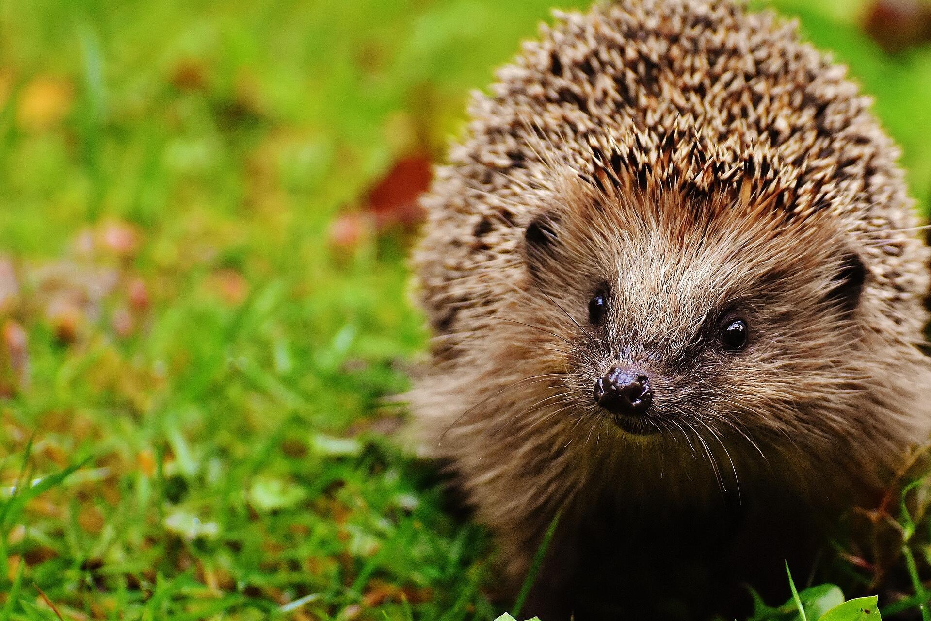 Igel