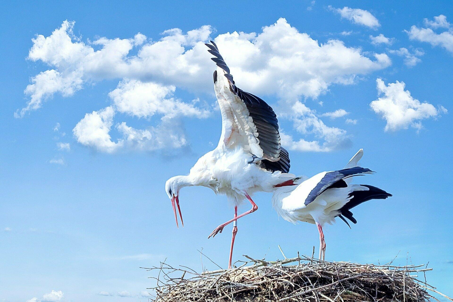 Storch
